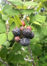 Load image into Gallery viewer, Raspberry, Mysore