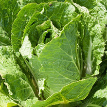 Load image into Gallery viewer, Cabbage, Napa Bilko - Organic