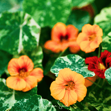 Load image into Gallery viewer, Nasturtium, Alaska Mix