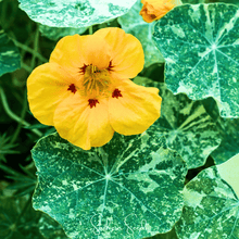 Load image into Gallery viewer, Nasturtium, Alaska Mix