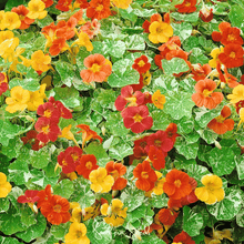 Load image into Gallery viewer, Nasturtium, Alaska Mix