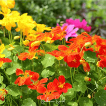 Load image into Gallery viewer, Nasturtium, Tom Thumb Dwarf