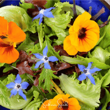 Load image into Gallery viewer, Nasturtium, Tom Thumb Dwarf