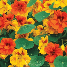 Load image into Gallery viewer, Nasturtium, Tom Thumb Dwarf