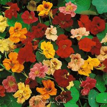 Load image into Gallery viewer, Nasturtium, Tom Thumb Dwarf