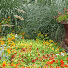 Load image into Gallery viewer, Nasturtium, Tom Thumb Dwarf