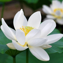Load image into Gallery viewer, Lotus, Open Mouth Bonsai