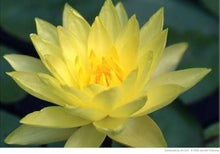 Load image into Gallery viewer, Lotus, Giant Sunburst Seeds