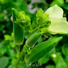 Load image into Gallery viewer, Okra, Jambalaya