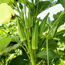Load image into Gallery viewer, Okra, Clemson Spineless