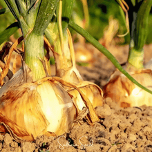 Load image into Gallery viewer, Onion, Texas Grano Early