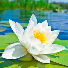 Load image into Gallery viewer, Lotus, Open Mouth Bonsai