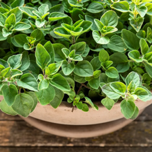 Load image into Gallery viewer, Oregano, Greek
