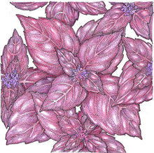 Load image into Gallery viewer, Basil, Dark Purple Opal - Organic