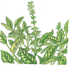 Load image into Gallery viewer, Basil, Sweet - Organic