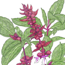 Load image into Gallery viewer, Basil, Thai - Organic