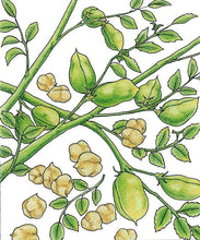 Load image into Gallery viewer, Bean, Garbanzo Golden Dragon - Organic