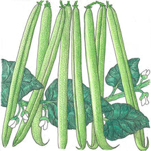 Load image into Gallery viewer, Bean, Bush Provider - Organic