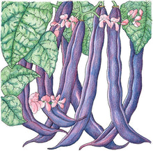 Load image into Gallery viewer, Bean, Royalty Purple Bush - Organic