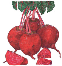 Load image into Gallery viewer, Beet, Detroit Dark Red - Organic
