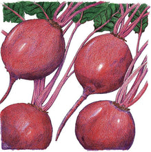 Load image into Gallery viewer, Beet, Early Wonder Tall - Organic