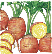 Load image into Gallery viewer, Beet, Golden Detroit - Organic