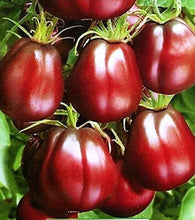 Load image into Gallery viewer, Tomato, Japanese Black Truffle - Organic