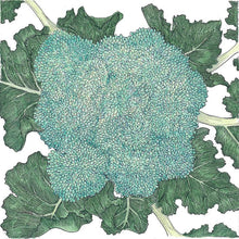 Load image into Gallery viewer, Broccoli, Calabrese - Organic