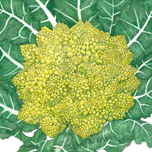 Load image into Gallery viewer, Broccoli, Romanesco - Organic