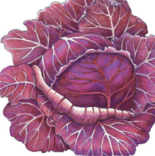 Load image into Gallery viewer, Cabbage, Express Red - Organic