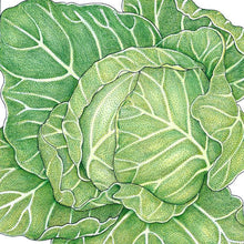 Load image into Gallery viewer, Cabbage, Golden Acre - Organic