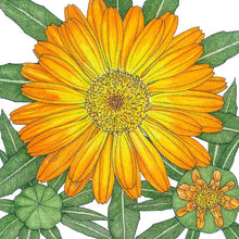 Load image into Gallery viewer, Calendula, Orange - Organic