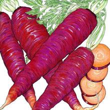 Load image into Gallery viewer, Carrot, Cosmic Purple - Organic