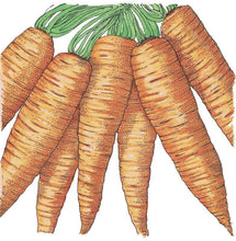 Load image into Gallery viewer, Carrot, Danvers - Organic