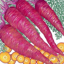 Load image into Gallery viewer, Carrot, Dragon - Organic