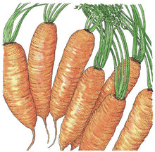 Load image into Gallery viewer, Carrot, Little Finger - Organic