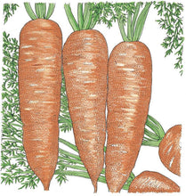 Load image into Gallery viewer, Carrot, Napoli - Organic