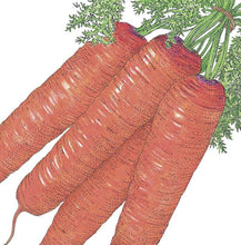Load image into Gallery viewer, Carrot, Scarlet Nantes - Organic
