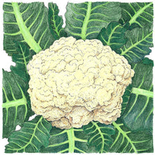 Load image into Gallery viewer, Cauliflower, Snowball - Organic