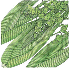 Load image into Gallery viewer, Celery, Tall Utah - Organic
