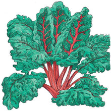 Load image into Gallery viewer, Chard, Red Ruby - Organic