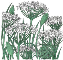 Load image into Gallery viewer, Chives, Garlic - Organic