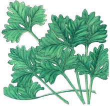 Load image into Gallery viewer, Cilantro - Organic