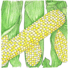 Load image into Gallery viewer, Corn, Double Standard - Organic