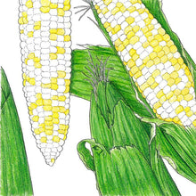 Load image into Gallery viewer, Corn, Who Gets Kissed - Organic