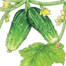 Load image into Gallery viewer, Cucumber, Double Yield - Organic