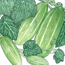 Load image into Gallery viewer, Cucumber, Homemade Pickles - Organic