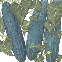 Load image into Gallery viewer, Cucumber, Marketmore 76 - Organic