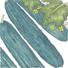 Load image into Gallery viewer, Cucumber, Muncher - Organic