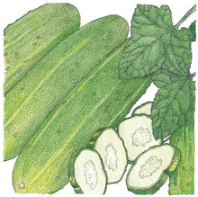 Load image into Gallery viewer, Cucumber, National Pickling - Organic